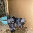 زوج صنعاني