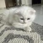 للبيع عمره شهر