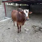 ثور فحل ادهم