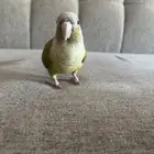 كونيور للبيع
