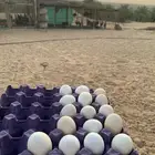 دجاج بياض