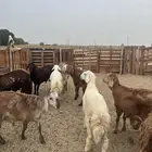 سواكني مناسبات تربية 4 شهور