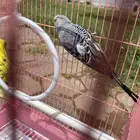 طيور حب للبيع