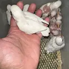 فروخ روز(البينو وبافالو) مميزه وحلوه