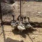 وز بلدي للبيع