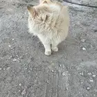 للبيع قطط شيرازيه