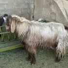 نيس عارضي خصم