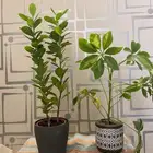 شتلات داخلية للبيع