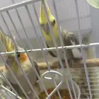 كراون زوج منتج