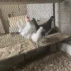دجاج كوبرا