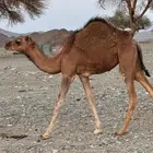 بكرتين للبيع