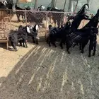 3تيوس 4عنقان للبيع