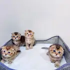 سكوتش تربل فولد قولد للبيع