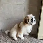 جراوي شيتزو