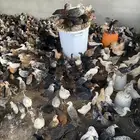 دجاج
