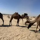 بكرتين صفر طيبه