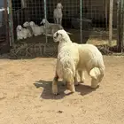 رخال جبرة