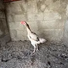 عرض نار شامو ياباني دجاجه كفو