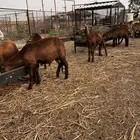 سواكن مرابي شحم