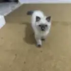 لطه لطيف وجميل