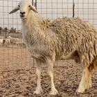 حريه حايل ضحيه