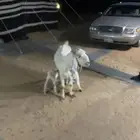 عنز بيضا مشروكه متبع ب تيس وجفره