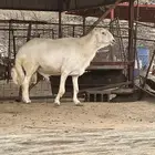فحل حري جامع مشروط