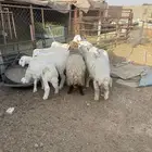 بهم حري