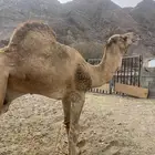 بعير ارك حمر طبعه زين وانتاجه زين وكل شي فيه شرط