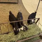 تيوس عوارض