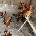 ديكه بلدي للبيع