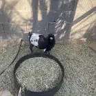 ماعز قزمي انثى وذكرين