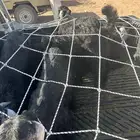 غنم تيوس طيبات العلا