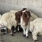 ذبايح للبيع