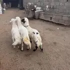 خرفان