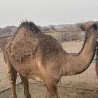 حاشي مفرود طيب عمره فوق سبع شهوور. برسيم وشعير العلف