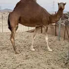 للبيع ناقه حايل رقم 3