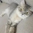 قطه انثى للتبني