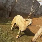 خروف حري اذكرو الله