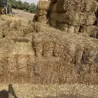 كوم تبن شعير حول الميه حويل