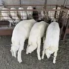 خرفان للبيع