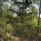 تنسيق الحدائق المنزلية