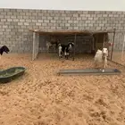معزا دفيع للبيع