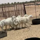 طليان حري