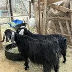 معزاء مضاريع ونعجه