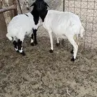 شاه بربري
