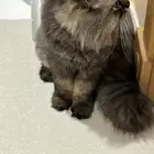 قط نظيف جدا عمره اربع سنوات