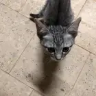 قطط