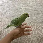 بسم الله الرحمن الرحيم للبيع طير درة لون اخضر اليفة