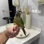 كنيور يلو سايد اليف حمامه وهدد